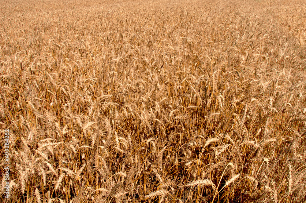 Wheat field ready to harvesting Wheat field ready to harvesting