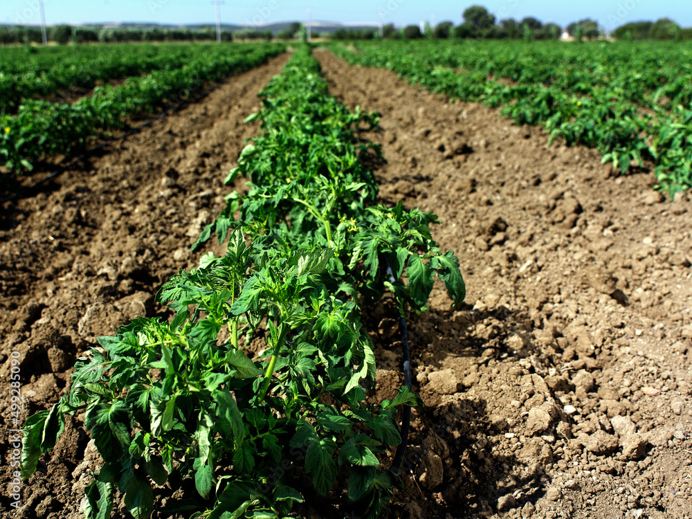 Tomato field and irrigation system Tomato field and irrigation system
