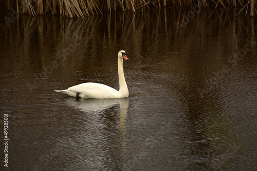 A white swan swims on the dark surface of the lake.