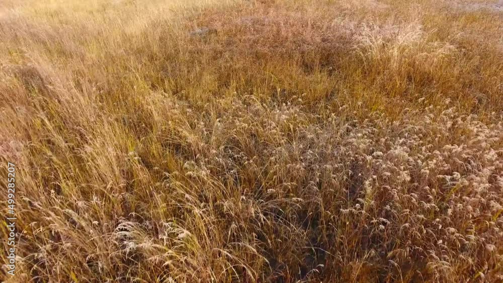 Low flight over autumn wild grass. Low flight over autumn wild grass.