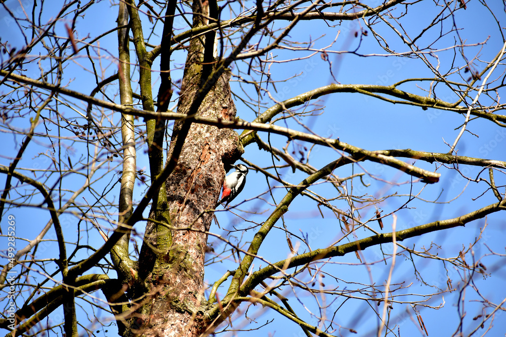 The woodpecker bird sits on a tree trunk. The woodpecker bird sits on a tree trunk.