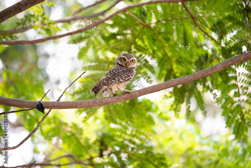 Foto Spotted owlet