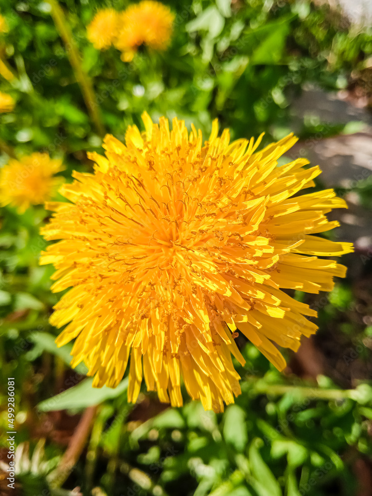Dandelion blossom close up Dandelion blossom close up