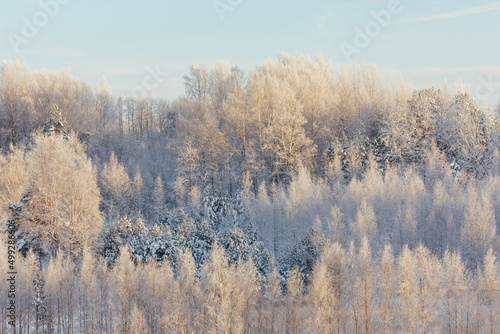 frozen winter trees at sunrise