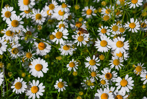 Camomile flowers on green meadow in summer
