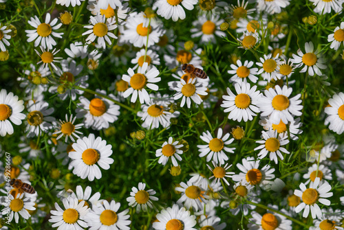 camomiles meadow and bee. Camomiles meadow  Pharmaceutical camomile. Medicinal plant chamomile lowering.