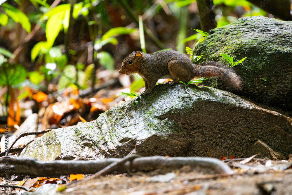 Obraz premium Squirrel