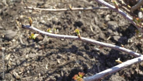 Wallpaper Mural buds on a branch swell.spring tree with buds. tree awakening after winter Torontodigital.ca