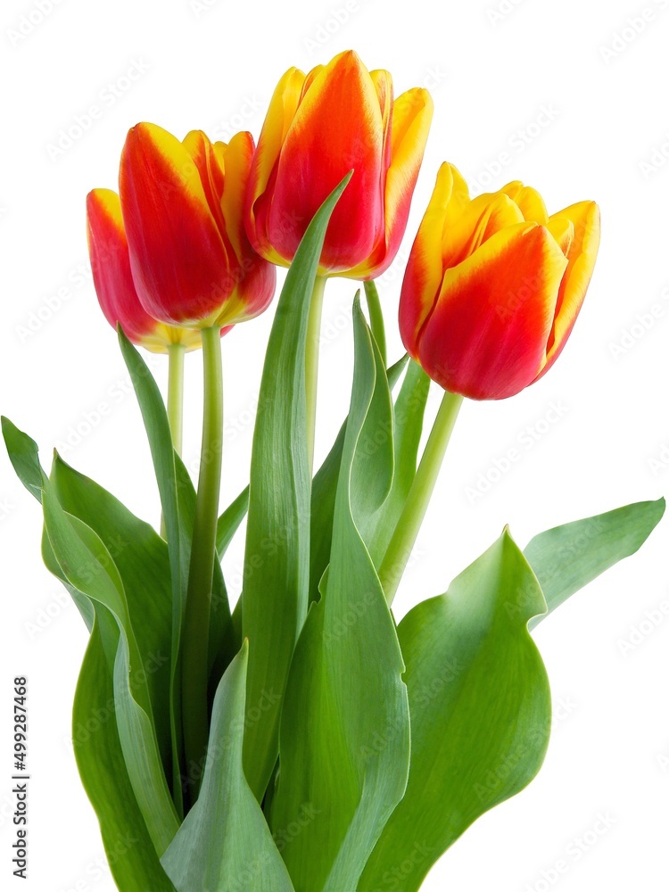 multicolor flowers of tulips at spring close up