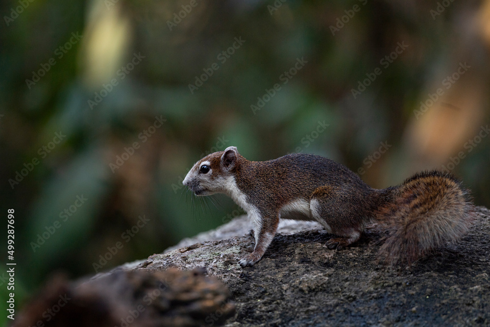 Fototapeta premium Squirrel