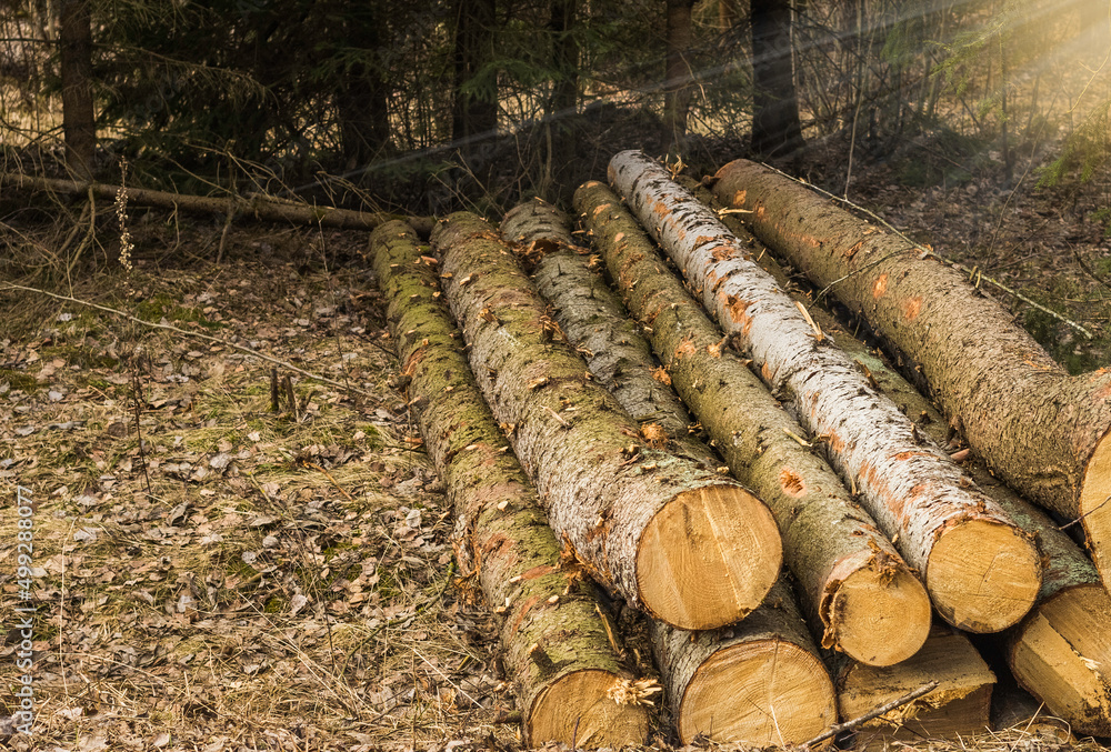 Forest Log trunks pile, the logging timber wood industry. wooden trunks. Forest Log trunks pile, the logging timber wood industry. wooden trunks.