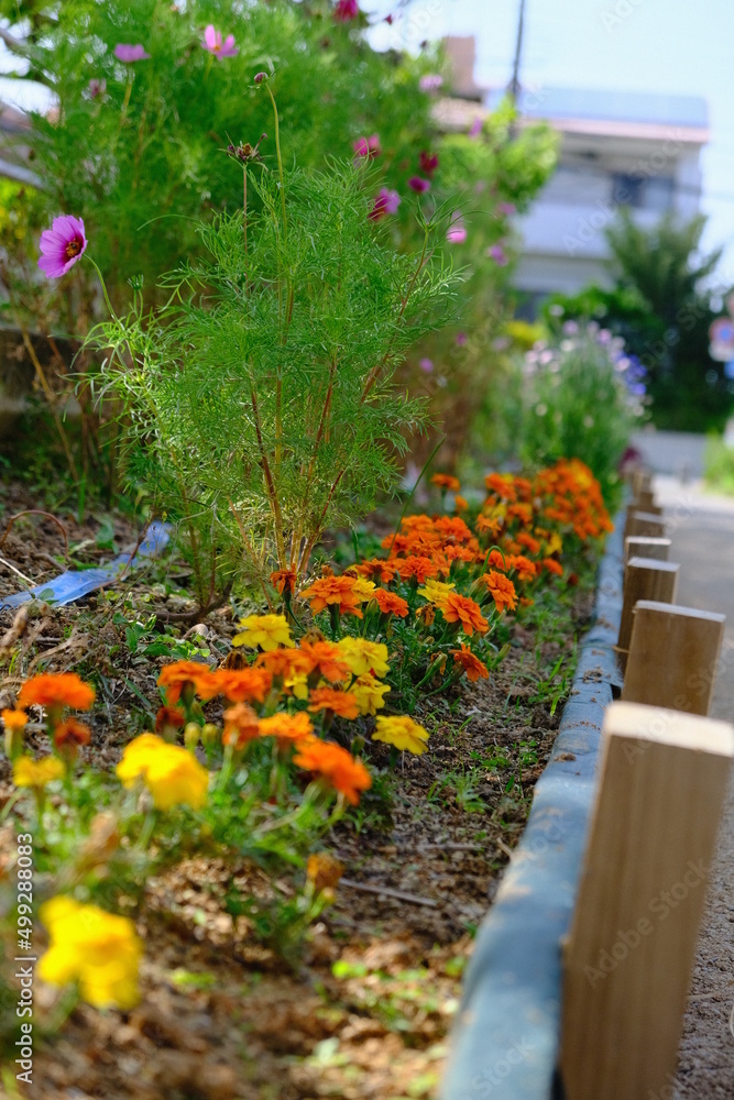 Obraz premium 草木