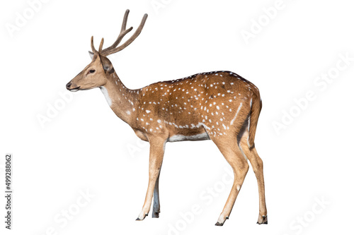 Slika na platnu spotted deer or chital or axis deer isolated on white background
