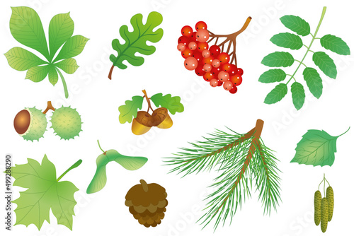 Valokuvatapetti set of leaves and fruits of trees. vector illustration