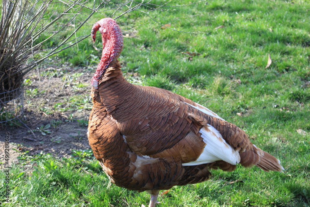 custom made wallpaper toronto digitalA large male turkey stands on green grass in a summer yard