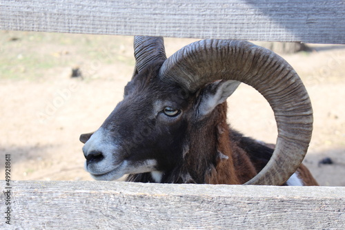 Wallpaper Mural The goat looks out from behind the wooden law in the zoo Torontodigital.ca