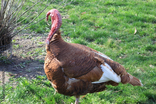 Wallpaper Mural A large male turkey stands on green grass in a summer yard Torontodigital.ca