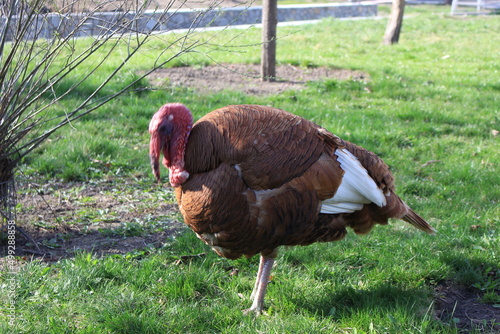 Wallpaper Mural A large male turkey stands on green grass in a summer yard Torontodigital.ca