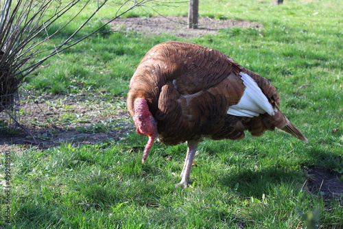 Wallpaper Mural A large male turkey stands on green grass in a summer yard Torontodigital.ca