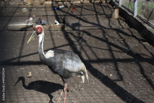 Wallpaper Mural White-naped crane lives in Ukrainian zoo Torontodigital.ca