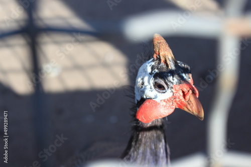 Wallpaper Mural A bright guinea fowl lives in the Ukrainian zoo Torontodigital.ca