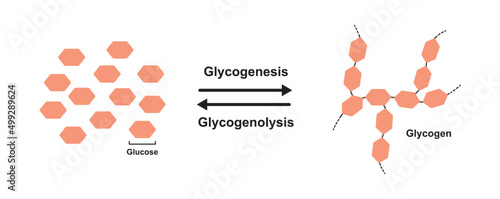 Scientific Designing of Differences Between Glycogenesis And Glycogenolysis. Metabolic Reactions Between Blood And Liver. Vector Illustration.