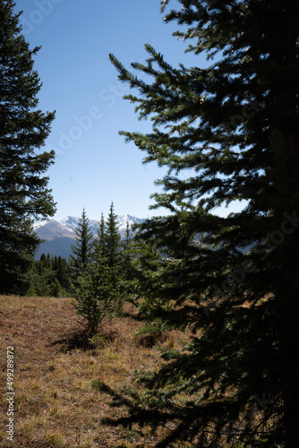 forest in the morning