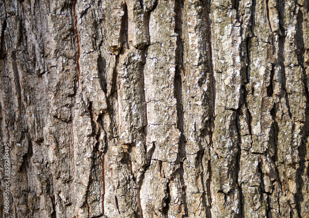 bark as a natural, organic, rustic website background bark as a natural, organic, rustic website background