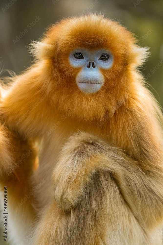 closeup of golden snub-nosed monkey closeup of golden snub-nosed monkey