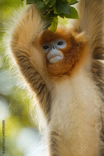 Photography closeup of golden snub-nosed monkey