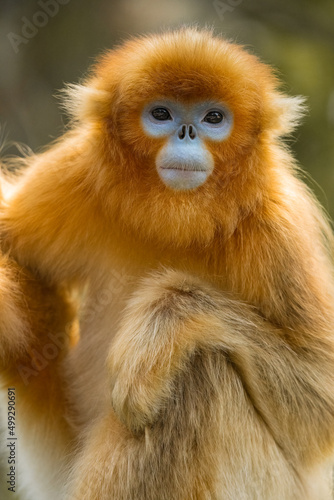 Photography closeup of golden snub-nosed monkey