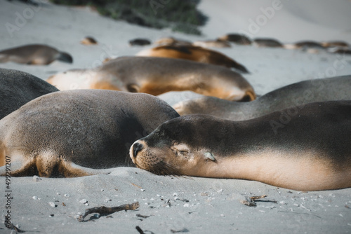 South Australian Sea Lions having sweet dreams on the Seal Bay beach located on Kangaroo Island