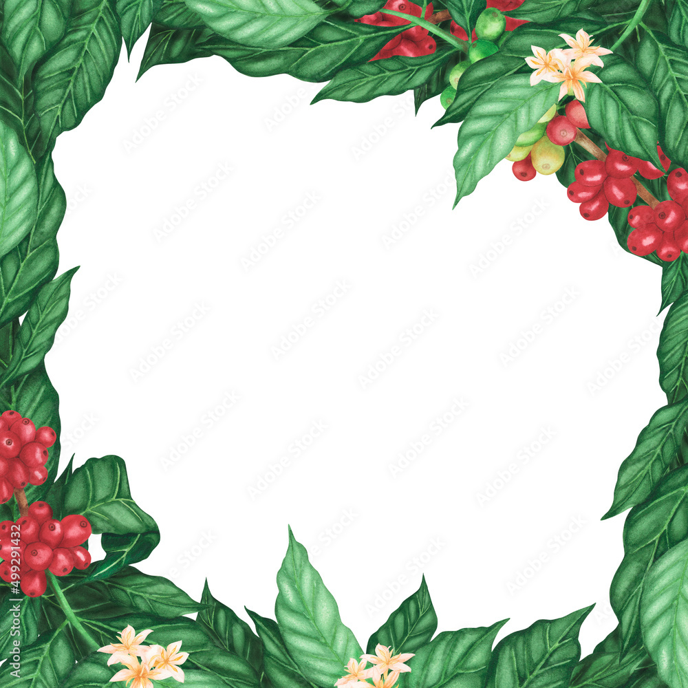 Fototapeta premium Square banner coffee arabica beans and flowers on branch isolated on white background. Watercolor hand drawn llustration