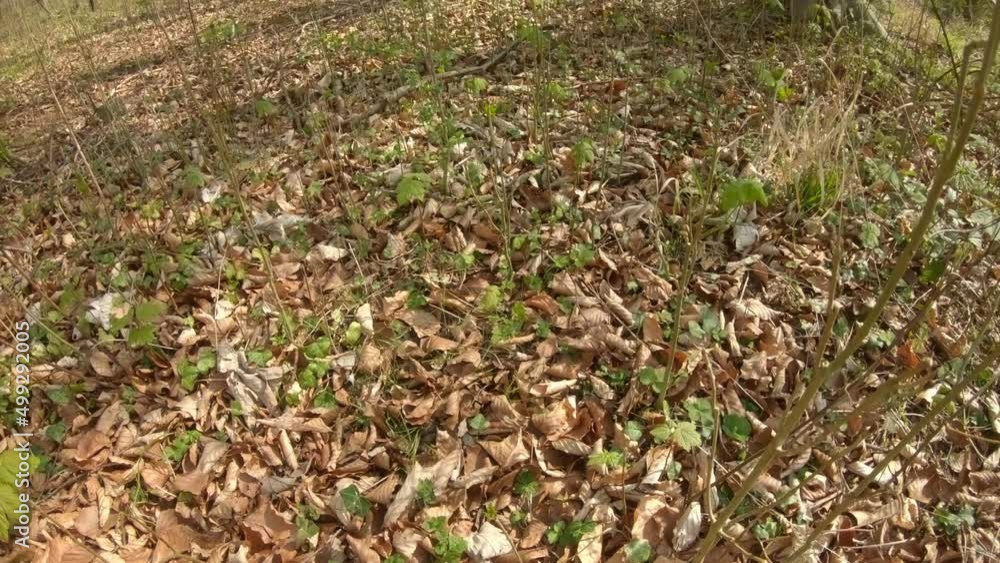 Tilt up from the woodland ground level leaf litter and plants to the bare branches of the trees in the treetop canopy. Tilt up from the woodland ground level leaf litter and plants to the bare branches of the trees in the treetop canopy.