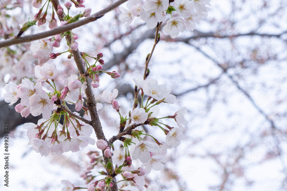 桜の花、兵庫県赤穂市、4月に撮影