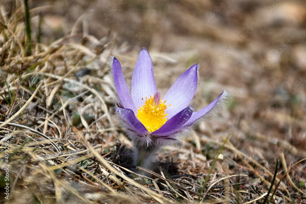 Pulsatilla, a colorful flower that grows high in the mountains Pulsatilla, a colorful flower that grows high in the mountains