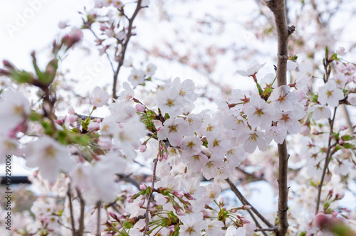 Obraz na płótnie 桜の花、兵庫県赤穂市、4月に撮影 w salonie