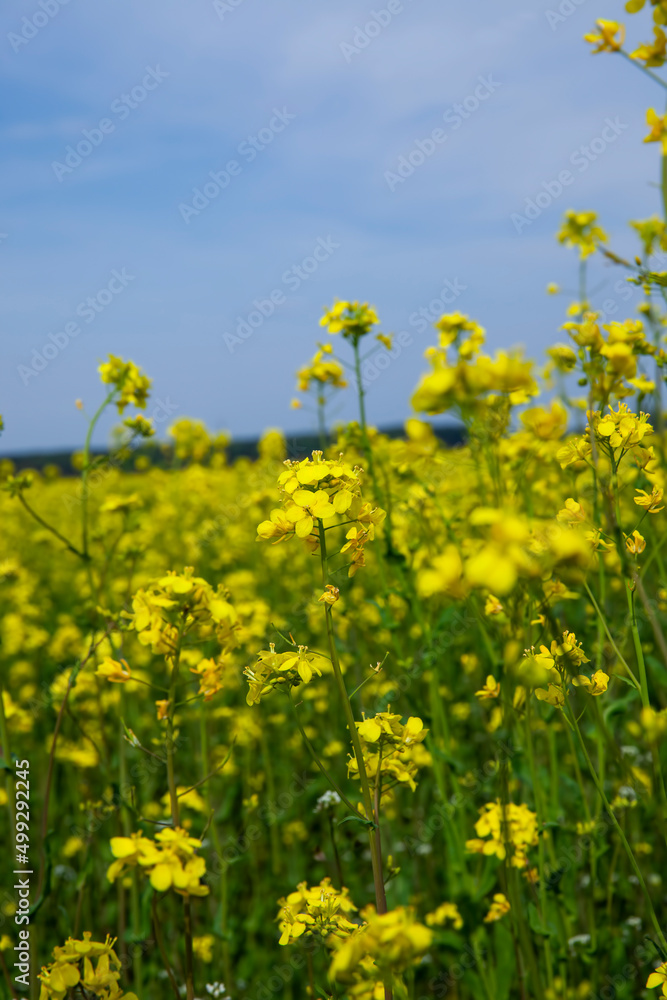yellow flowering rapeseed in the spring season yellow flowering rapeseed in the spring season
