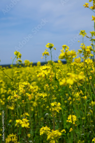 yellow flowering rapeseed in the spring season