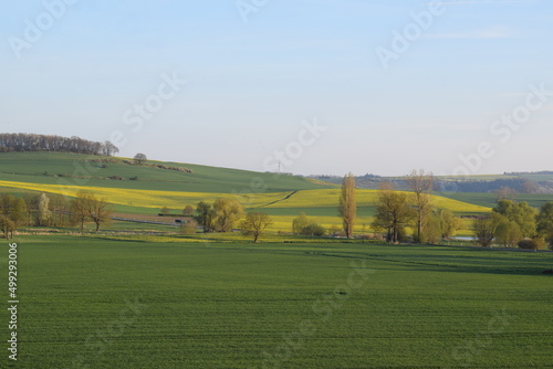 gelb blühende Rapsfelder und blühende Bäume im April, Thürer Wiesen