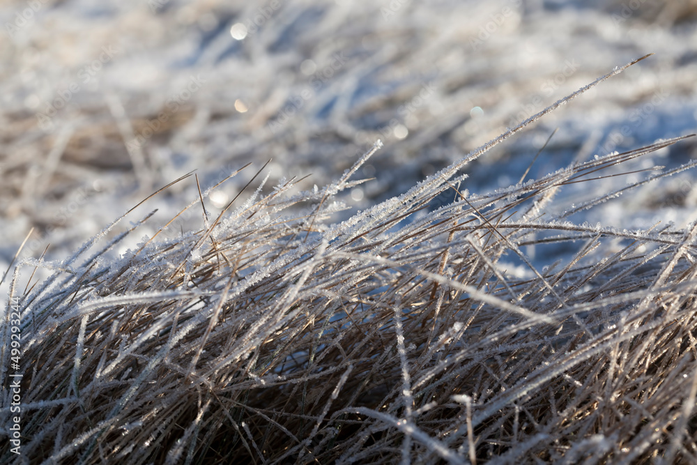 Naklejka premium grass covered with ice and frost in the winter season