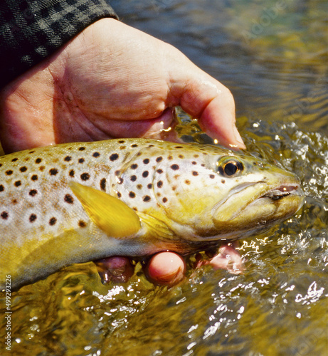 Fototapeta Naklejka Na Ścianę i Meble -  A brown trout caught on a nymph 