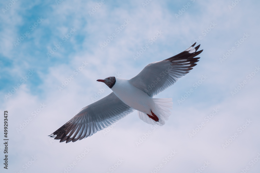 Fototapeta premium seagull