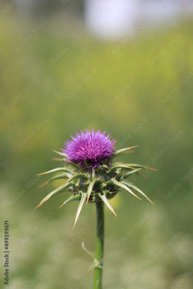 Thistle is the common name of a group of flowering plants characterized by leaves with sharp prickles on the margins, mostly in the family Asteraceae. Thistle is the common name of a group of flowering plants characterized by leaves with sharp prickles on the margins, mostly in the family Asteraceae.