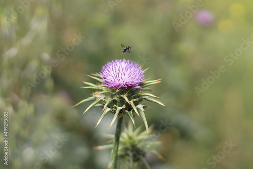 Thistle is the common name of a group of flowering plants characterized by leaves with sharp prickles on the margins  mostly in the family Asteraceae.