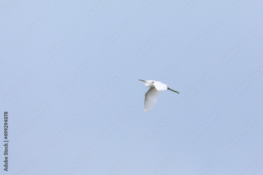 Great egret (Ardea alba) at Kharibari, South 24 Parganas, West Bengal, India Great egret (Ardea alba) at Kharibari, South 24 Parganas, West Bengal, India