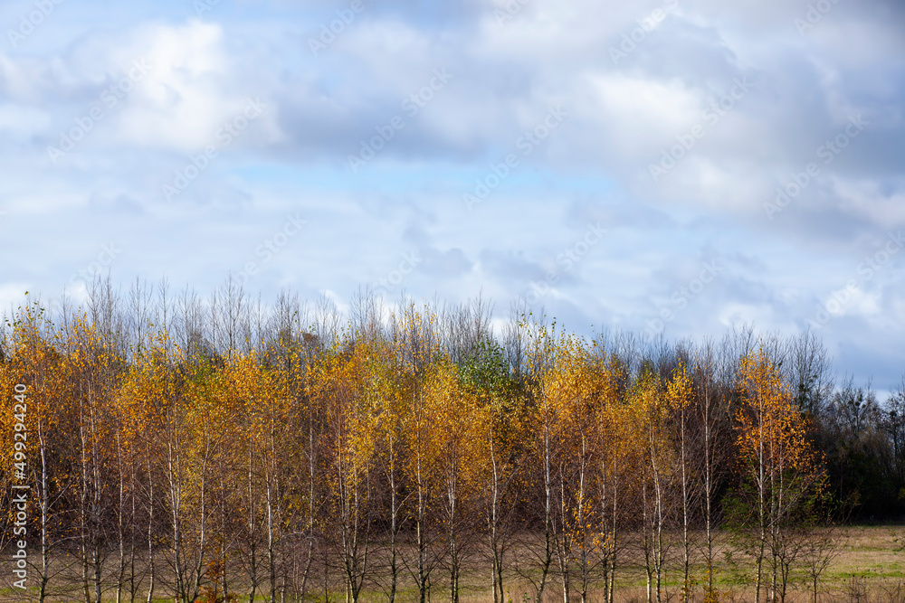 birch trees with orange foliage in the autumn season birch trees with orange foliage in the autumn season