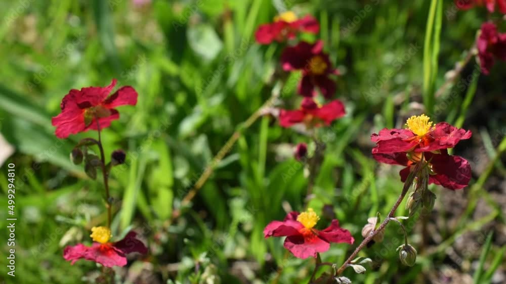 Red flowers of the rock rose (Helianthemum) in the garden Red flowers of the rock rose (Helianthemum) in the garden
