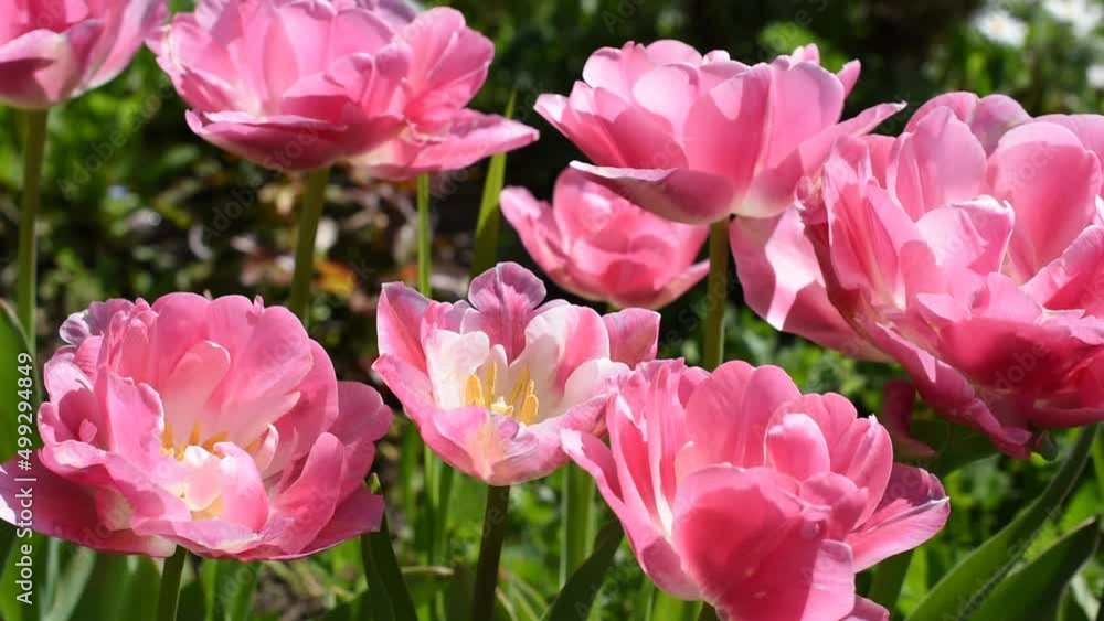 Pink flowers of tulip swinging on the wind Pink flowers of tulip swinging on the wind