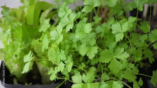 Wallpaper Mural Watering plants. Water pours on the leaves. Sprouting green juicy fragile seedlings in a flat pot. Torontodigital.ca